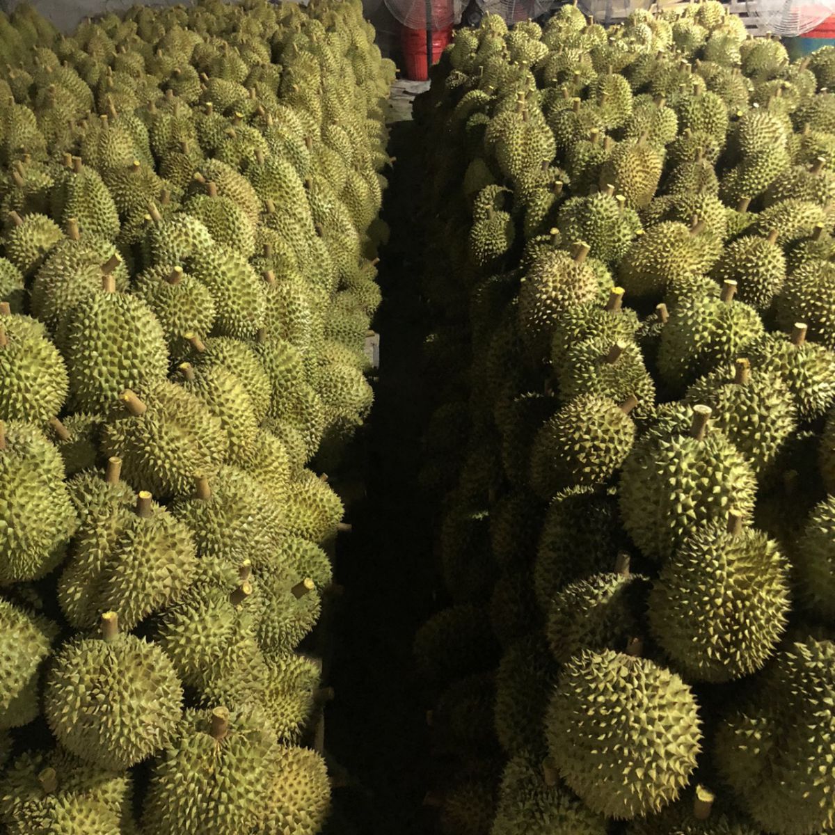 Bình Thuận Liên kết sản xuất đưa trái sầu riêng thành sản phẩm OCOP