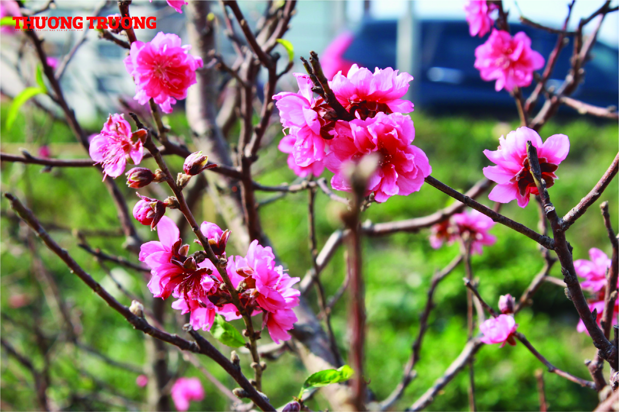 Hà Nội cấm nhiều tuyến đường phục vụ chợ hoa Xuân 2023