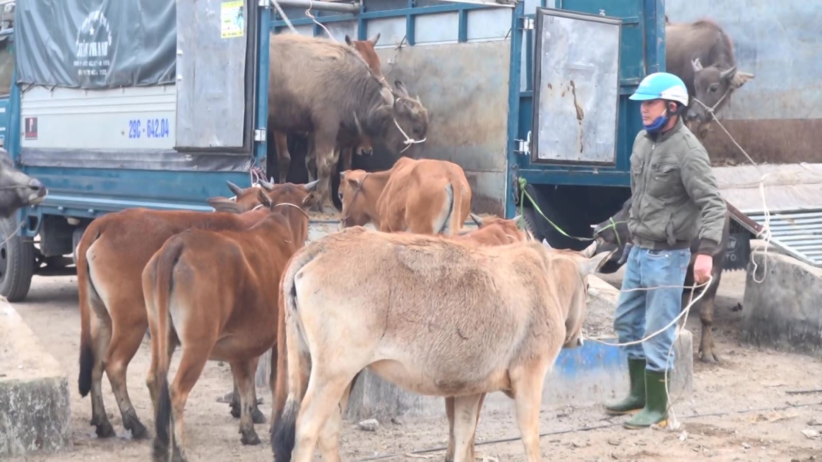 Bộ NNPTNT Có thể dừng nhập khẩu gia súc từ Lào, Campuchia, Thái Lan