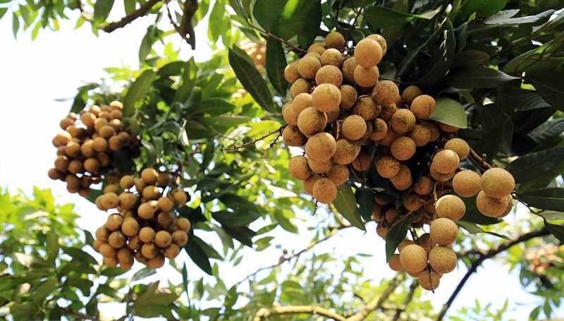 Lô nhãn tươi đầu tiên của Việt Nam đã được xuất khẩu sang Nhật Bản