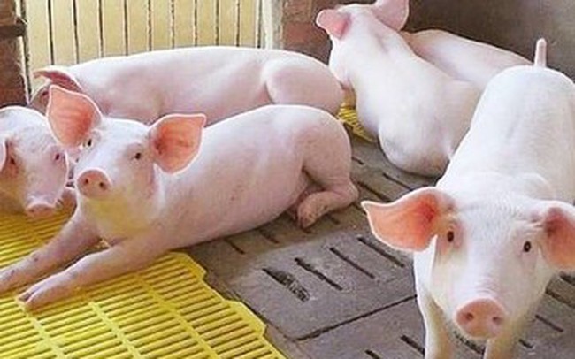 Giá heo hơi hôm nay 81 Giao dịch ở mức 50.000 - 54.000 đồngkg