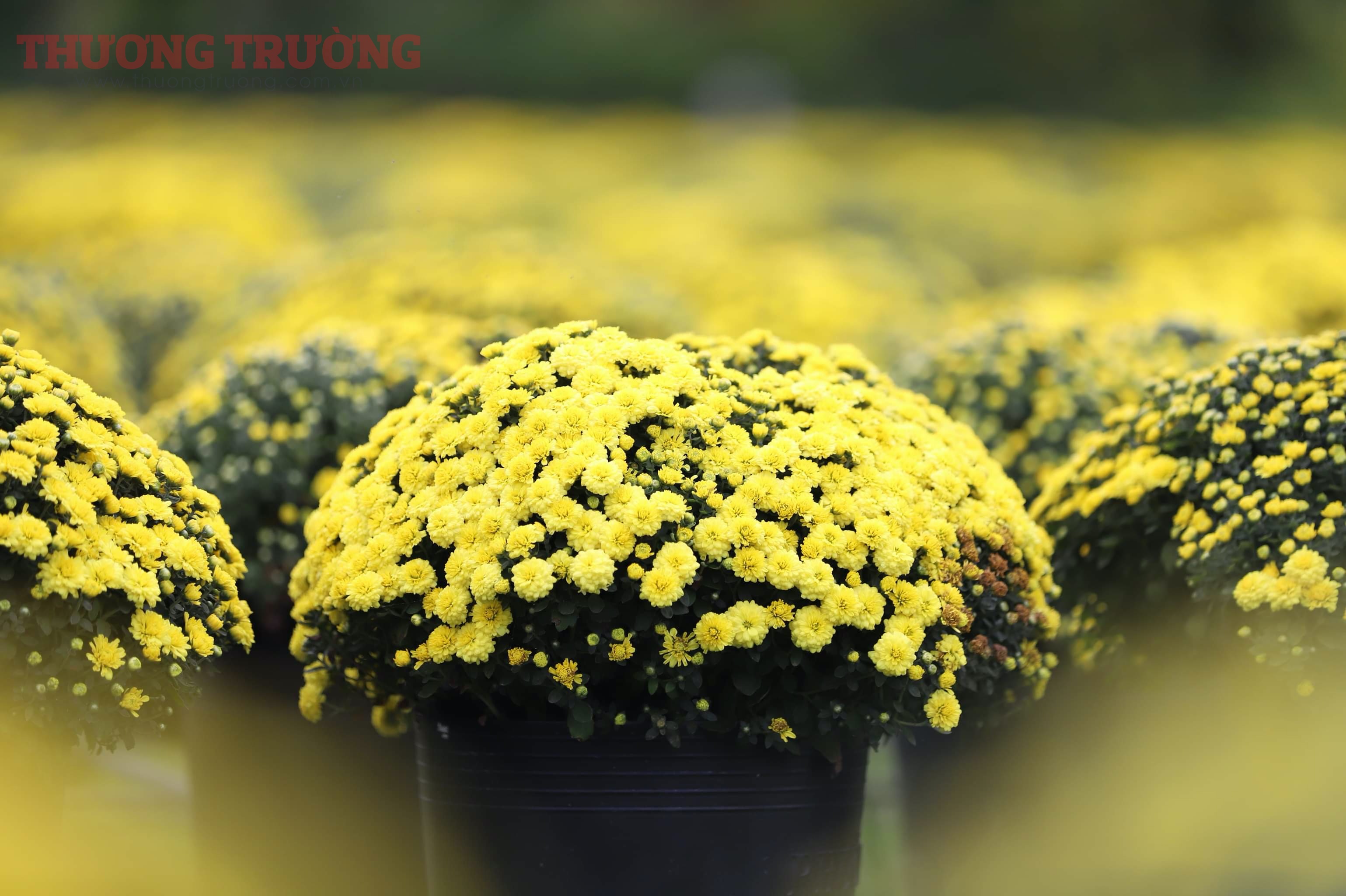 Tràn ngập sắc Xuân nơi thủ phủ cúc mâm xôi lớn nhất miền Tây