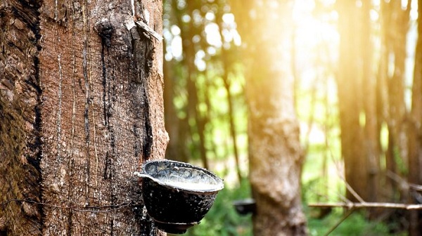 Giá cao su hôm nay 111 Cao su sàn SHFE Thượng Hải tăng mạnh