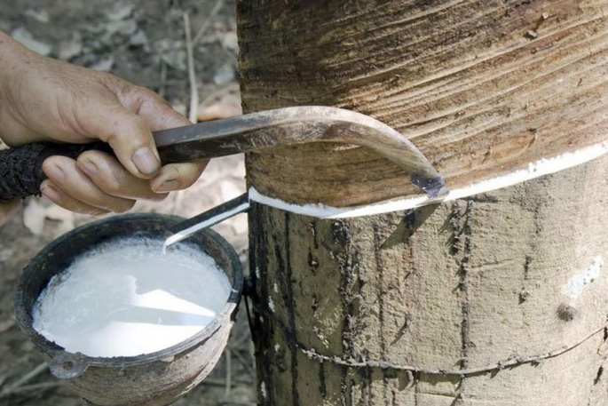 Giá cao su hôm nay 171 Vẫn giảm nhẹ trên sàn TOCOM