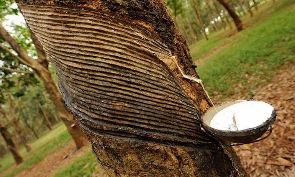 Giá cao su hôm nay 181 Cao su TOCOM tăng hơn 2%