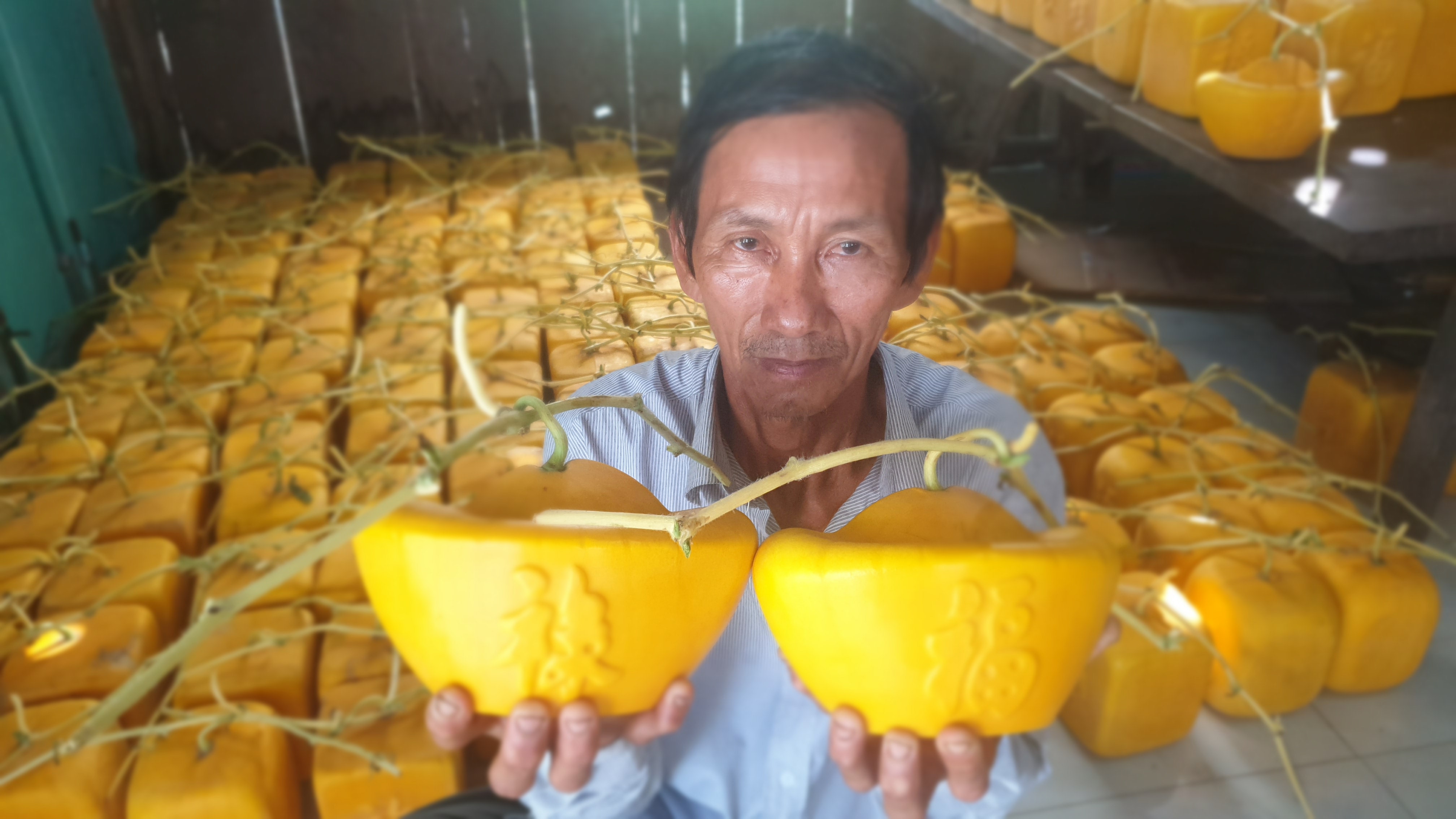 Dưa hấu hình thỏi vàng 1,5 triệu đồngcặp