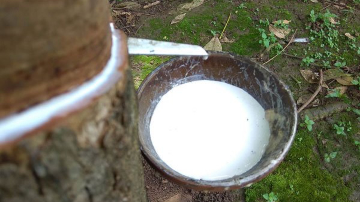 Giá cao su hôm nay 221 Dự đoán nhiều biến động