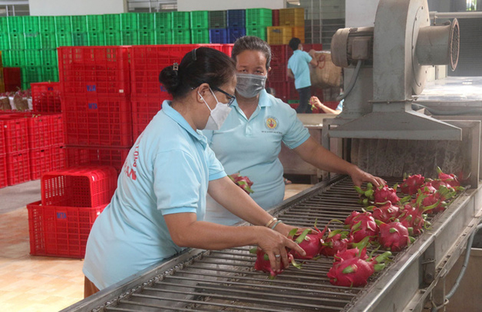 Đầu năm xuất hơn 37.000 tấn hoa quả qua cửa khẩu Lào Cai