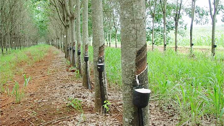Giá cao su hôm nay 291 Tăng giảm trái chiều trước kỳ nghỉ Tết Nguyên đán