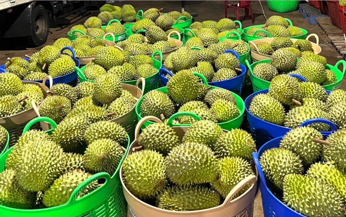 Nhu cầu và giá cả tăng mạnh, xuất khẩu sầu riêng nhiều hứa hẹn