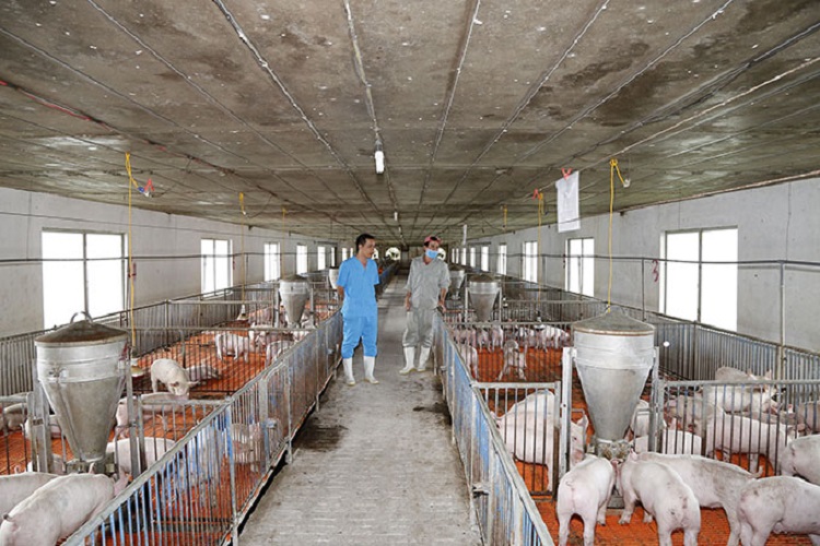 Khánh Hoà tăng cường xử lý việc xử dụng chất cấm trong chăn nuôi, giết mổ gia súc