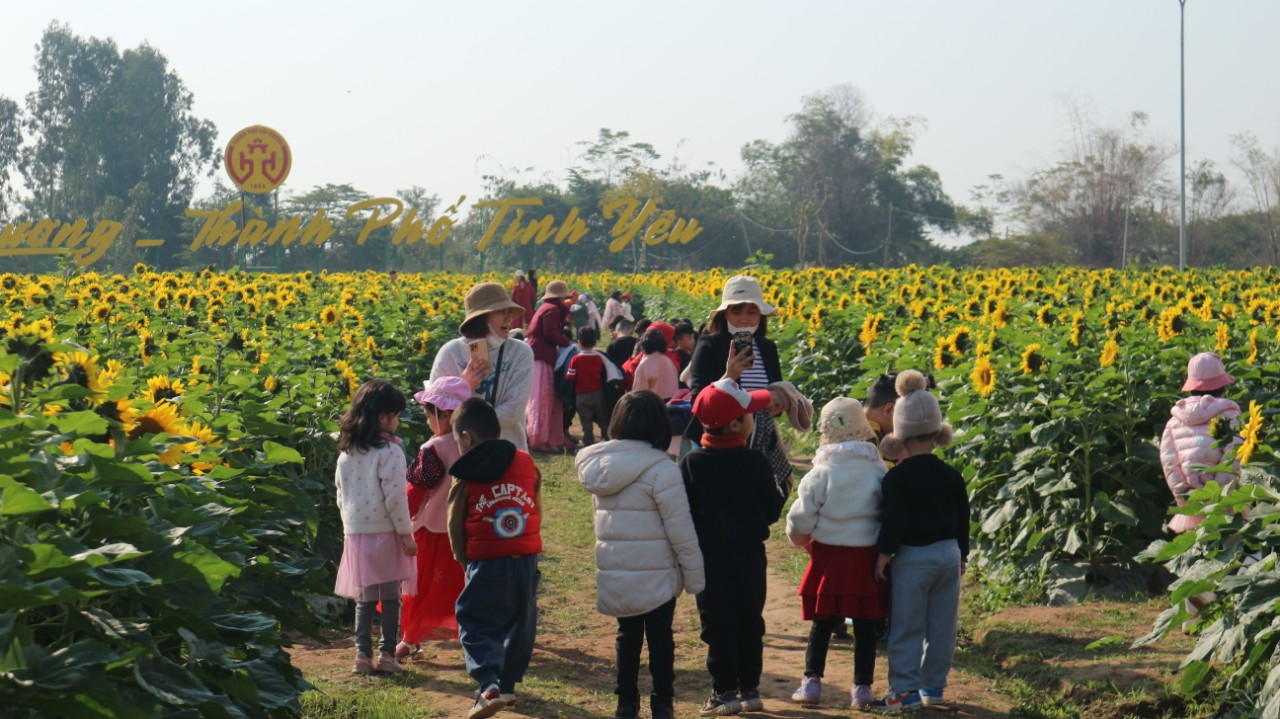 Hải Dương Vườn hoa hướng dương rộng 1ha khoe sắc đón khách du Xuân