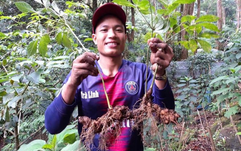 Quảng Nam dự kiến tổ chức Lễ hội Sâm cấp quốc gia lần 1 năm 2023