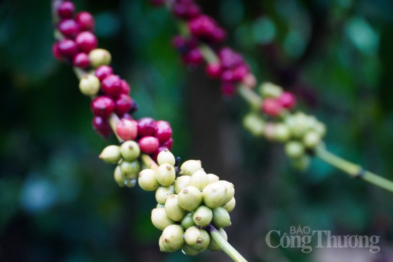 Giá cà phê hôm nay 92 Cà phê trong nước chạm mốc 44.000 đồngkg