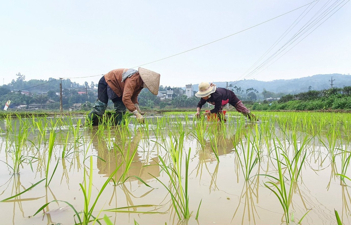 Đề nghị EVN xả nước bổ sung lấy nước gieo cấy lúa vụ Đông Xuân 2023