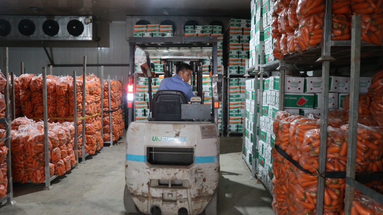 Hải Dương Xuất khẩu cà rốt chính vụ 2023 có nhiều tín hiệu thuận lợi