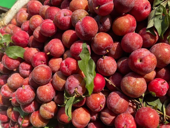 Mận đầu mùa giá chát vẫn cháy hàng