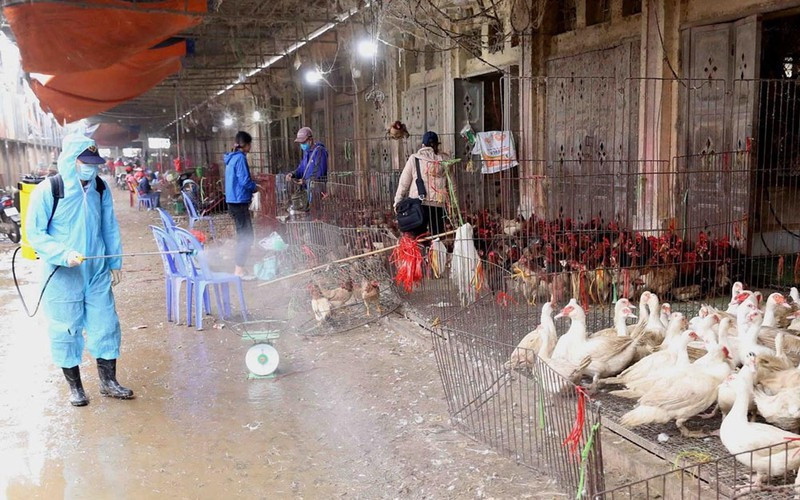 Bộ Y tế yêu cầu tăng cường phòng, chống cúm gia cầm lây sang người