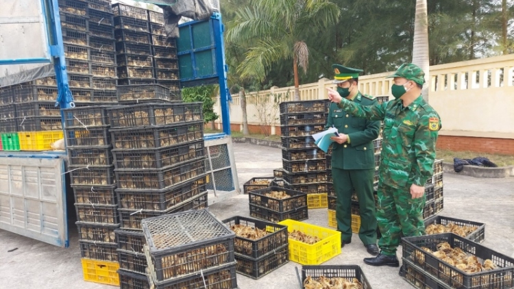 Bình Thuận ngăn chặn nguy cơ xâm nhiễm dịch bệnh do gia cầm nhập lậu