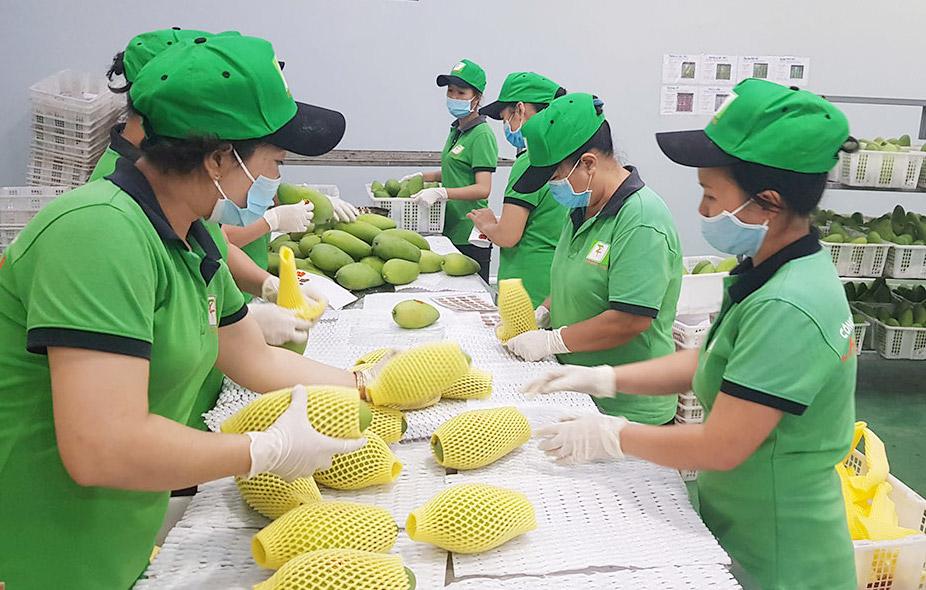 Phú Yên đặt mục tiêu 75% cơ sở đóng gói nông sản được cấp mã số