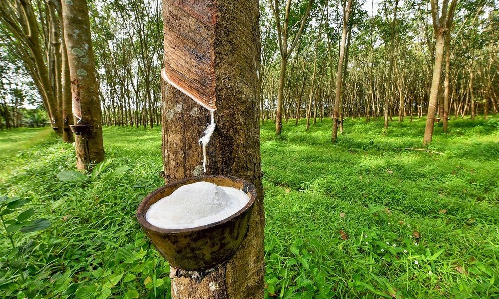 Lợi nhuận của các doanh nghiệp cao su có thể sụt giảm trong quý 1