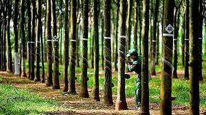 VDSC Chưa thể kỳ vọng sự khởi sắc từ mảng kinh doanh chính của Cao su Phước Hòa (PHR)