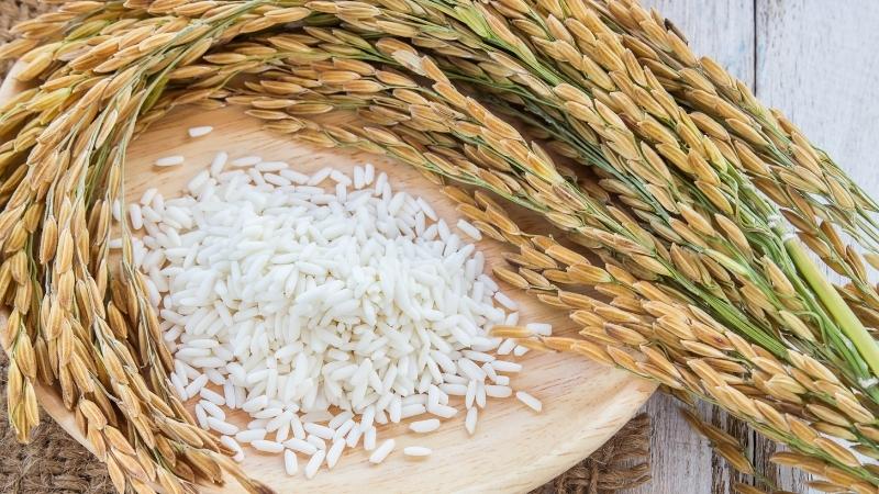 Giá lúa gạo hôm nay 123 Điều chỉnh tăng nhẹ với mặt hàng gạo