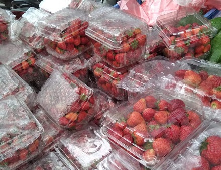 Dâu tây Sơn La đang rộ vụ, nhưng không có mức giá rẻ như ở thị trường Hà Nội