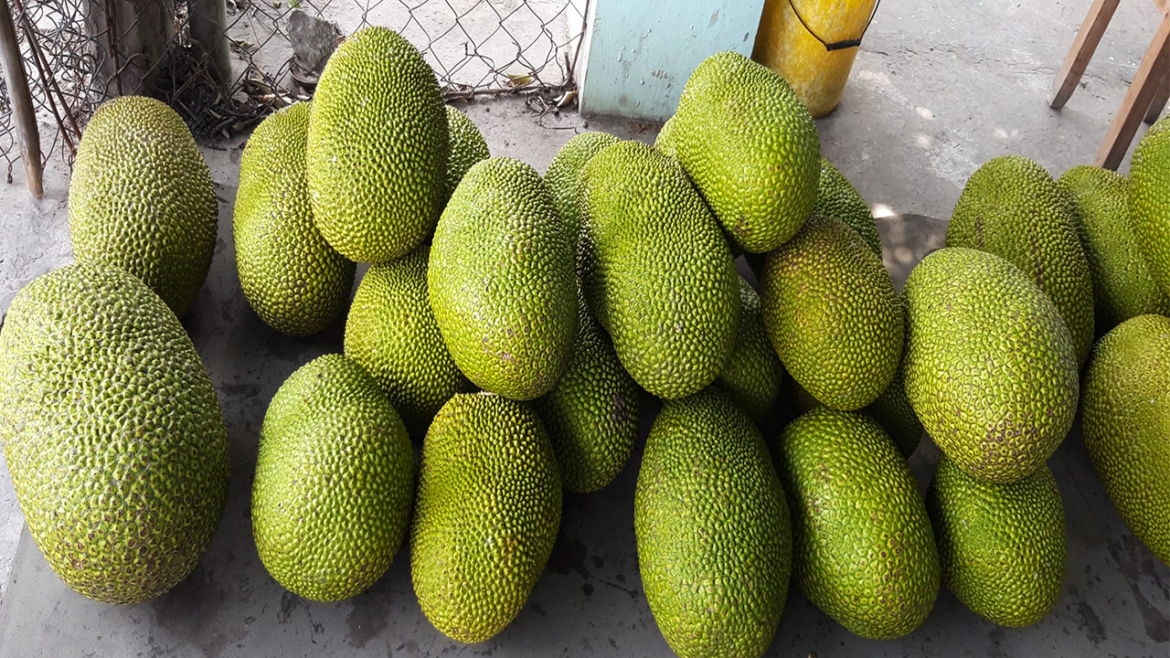 Nguyên nhân nào khiến giá mít Thái tăng mạnh