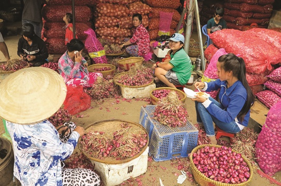 Tìm thị trường cho sản phẩm hành, hành tím