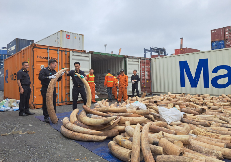 Hải quan Hải Phòng bắt giữ 7 tấn ngà voi nhập lậu lớn nhất từ trước đến nay