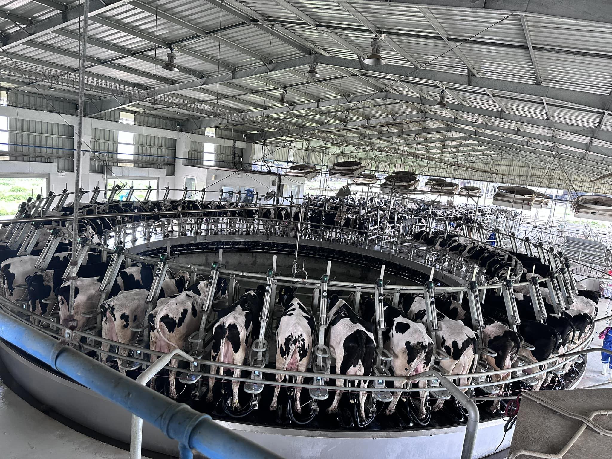 Vi phạm môi trường Công ty TNHH Trang trại bò sữa công nghệ cao Phú Yên bị xử phạt 560 triệu đồng do