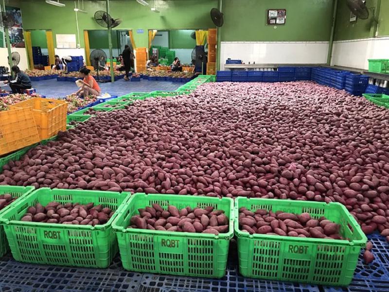Thêm nhiều cơ sở đủ điều kiện xuất khẩu khoai lang sang Trung Quốc