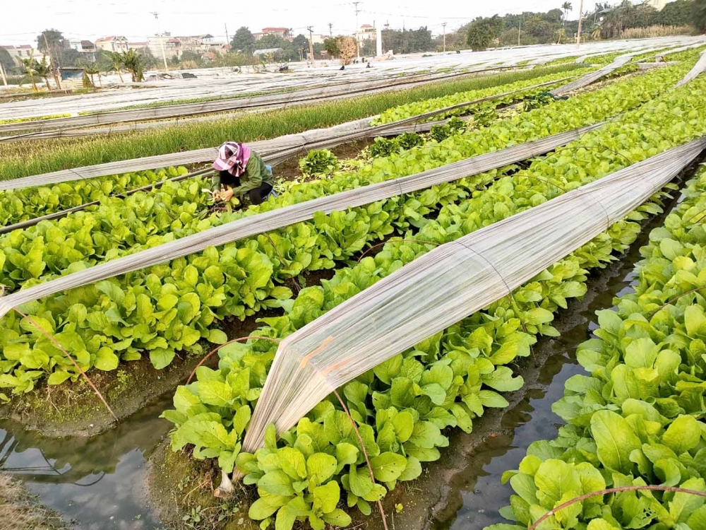 Tạo hành lang pháp lý thúc đẩy kinh tế tập thể phát triển nhanh, bền vững