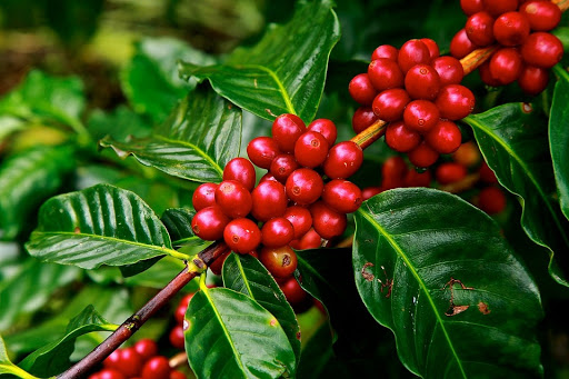 Giá cà phê hôm nay 184 Cà phê arabica tăng vượt mốc 200 US centpound