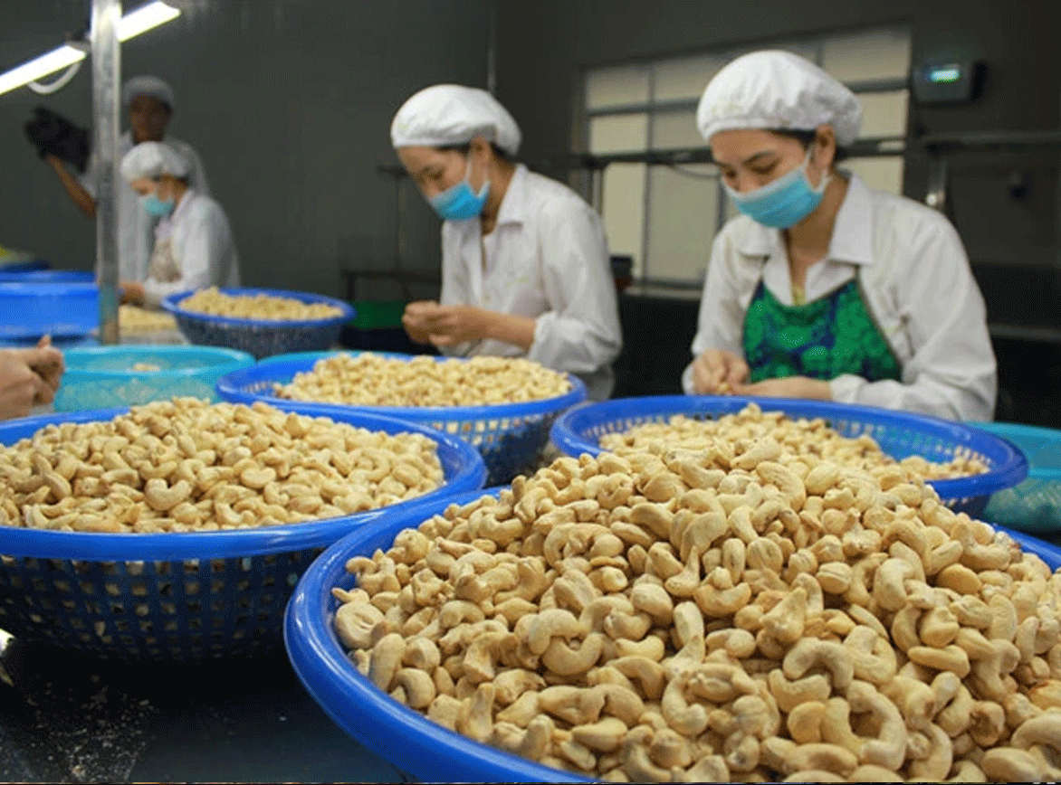 Doanh nghiệp có nguy cơ mất trắng 5 container hạt điều bị thu giữ tại Algeria