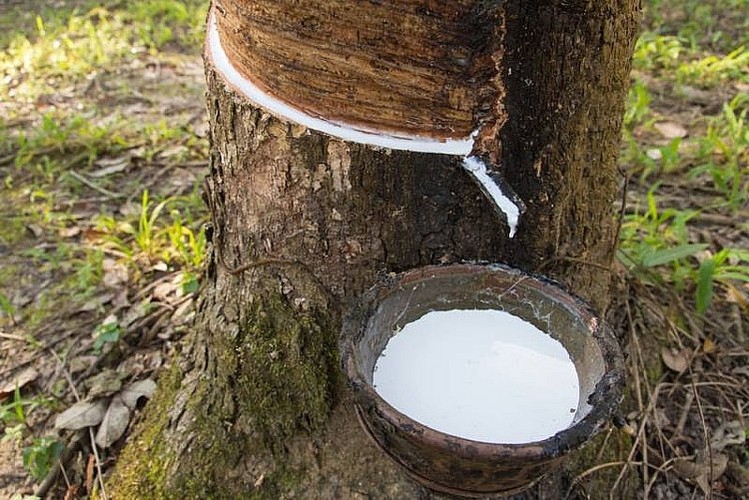 Giá cao su hôm nay 25 Biến động trái chiều trên sàn giao dịch