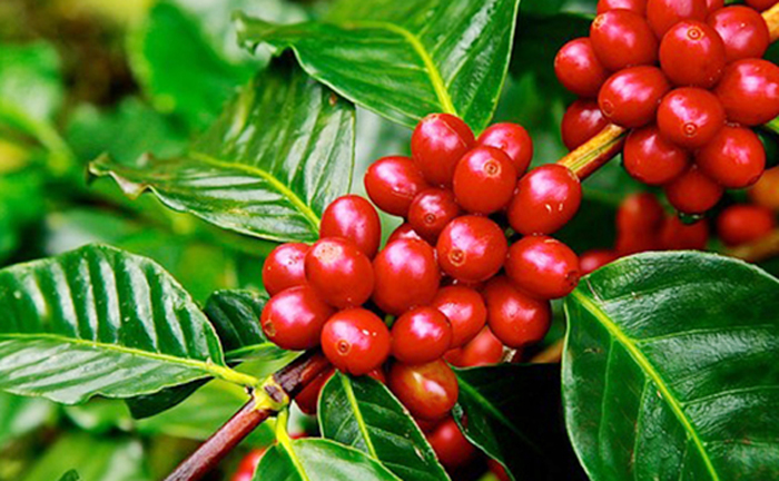 Xuất khẩu cà phê Việt Nam qua Mỹ tăng mạnh