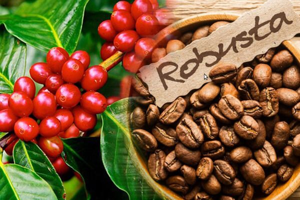 Việt Nam tăng mạnh xuất khẩu cà phê Robusta sang thị trường Mỹ