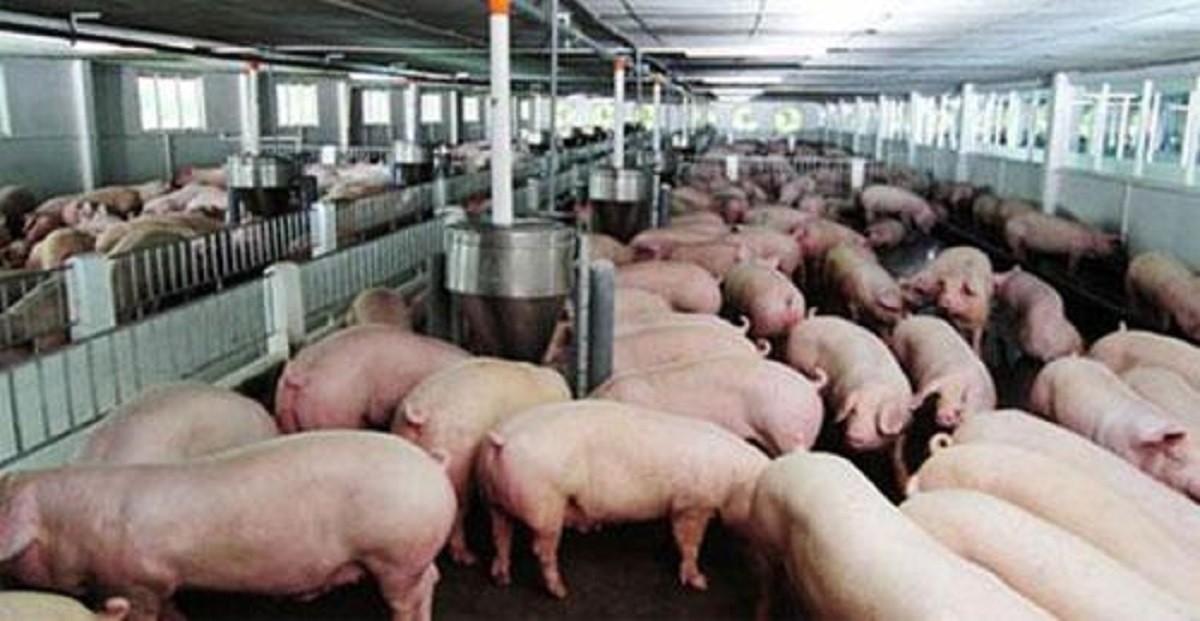 Giá heo hơi hôm nay 75 Trung bình trên cả nước quanh mốc 53.000 đồngkg