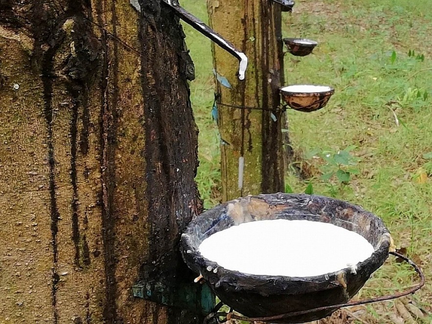 Giá cao su hôm nay 145 Biến động trái chiều không quá 2%