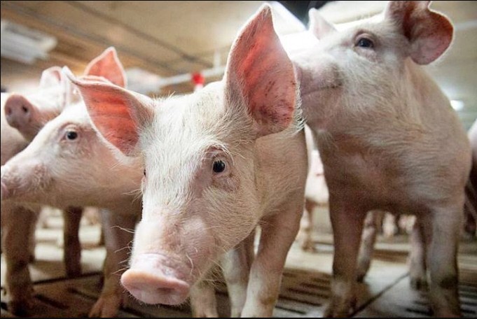 Giá heo hơi hôm nay 175 Tăng cao nhất 3.000 đồngkg