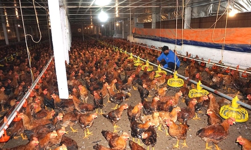 Ngành chăn nuôi gia cầm kiến nghị nhiều giải pháp cấp bách