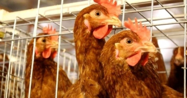 Thủ tướng yêu cầu tập trung giải quyết những khó khăn của ngành chăn nuôi