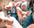 Giá heo hơi hôm nay 31/5 Tăng giảm không đồng nhất 