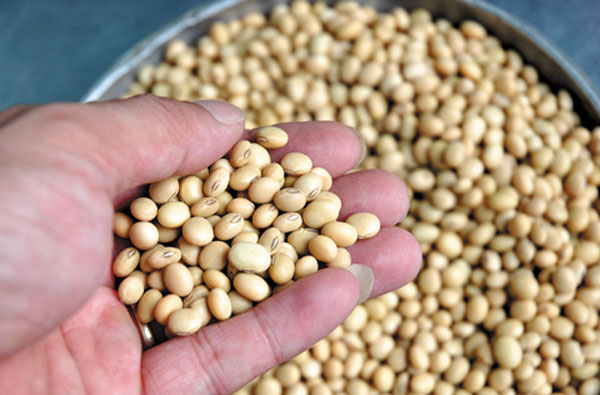 Thị trường hàng hóa 026 Giá nông sản hồi phục mạnh, dầu thô bật tăng