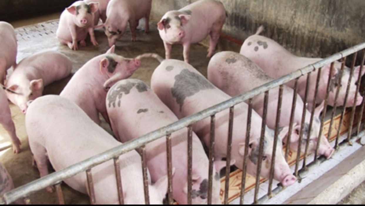 Giá heo hơi hôm nay 296 Tiếp đà tăng 1.000 - 3.000 đồngkg