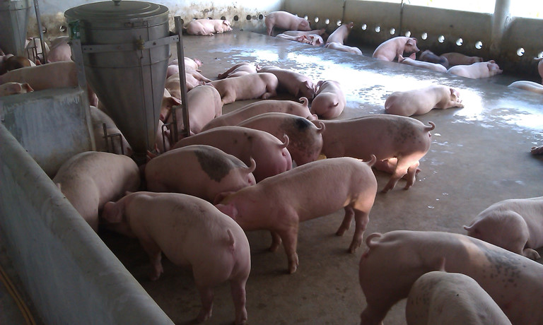 Giá heo hơi hôm nay 306 Tăng trở lại