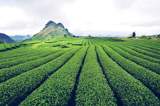 Lâm Đồng khuyến cáo người dân không sử dụng hóa chất trong quá trình chế biến chè