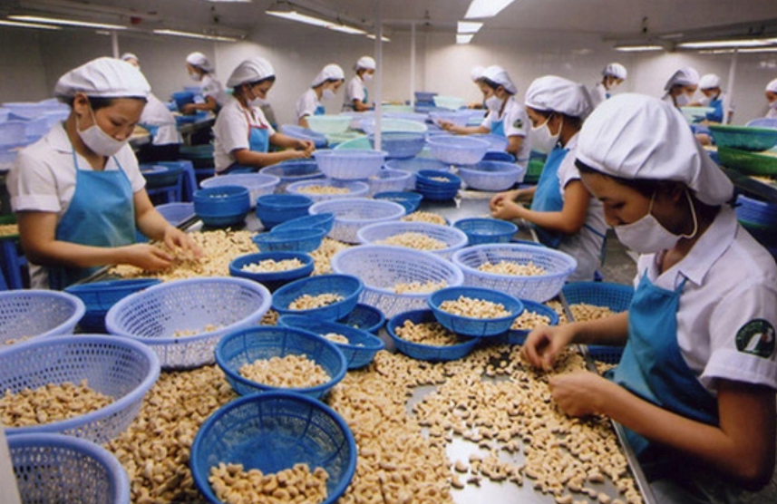 Thiếu đơn hàng, ngành điều tiếp tục xin giảm chỉ tiêu xuất khẩu